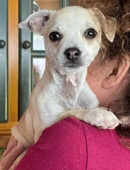 Tommy wurde über den Zaun geworfen - Donaueschingen