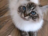 Ragdoll Kitten - Gochsheim