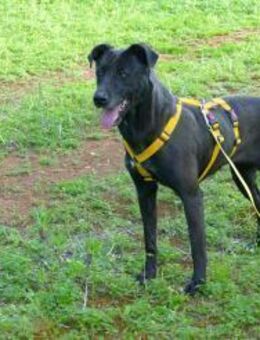 Susy sucht ihre Menschen - Fronreute