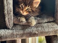 Diamond...Maine Coon Kitten reinrassig mit Stammbaum - Bottrop Zentrum