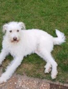 FiNDUS braucht Liebe u. Konsequenz 🙏 - Mylau