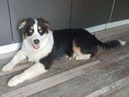 Border Collie Welpe - Rhade