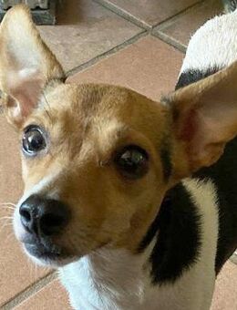 Shira sucht ein liebevolles Zuhause - Neuss