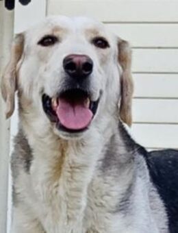 MELISSA neugierige, sanfte Hündin - Aerzen