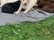 Labrador Welpen 12.5 geboren - Altenberg