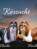 2 typvolle Rüden aus Körzucht in 39418