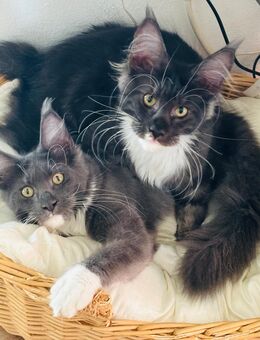 Main Coon Kater - Schechen