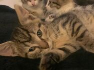 Katzenbabys - Germersheim