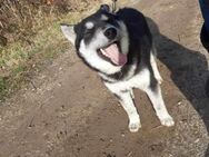 Thor sucht ein Zuhause - Linden (Hessen)