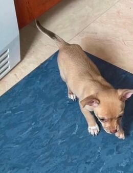 süße Chihuahua-Hündin sucht ein liebevolles Zuhause - Weyerbusch