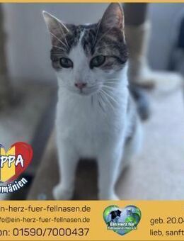 Pippa sucht ihr Für-immer-Zuhause! - Waakirchen