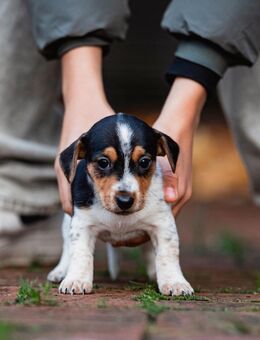 JackRussell Rüde Welpe - Versmold Hesselteich
