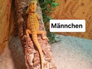 Farb Bartagame Jungtier ( pogona vitticeps) - Offstein