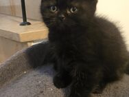 Reinrassige Britisch kurzhaar kitten - München Thalkirchen-Obersendling
