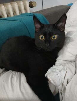 Kater in liebevolle Hände abzugeben - Dortmund Aplerbeck