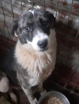 Flora - hübsche Mischlingshündin - Willich