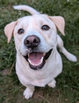 Powerpaket sucht seine Familie - Bochum