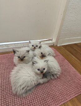 Ragdoll baby Kitten - Berlin Spandau