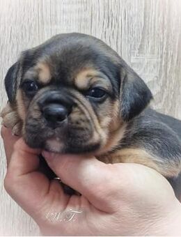 Französische Bulldoggen Welpen - Frengle - Rüden - Grünberg