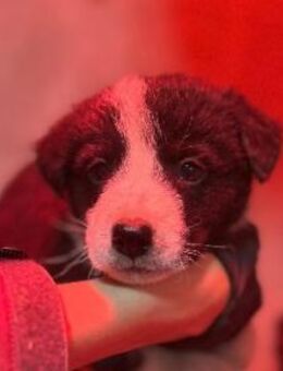 Zauberhafter, lieber Welpe 14 C - Kallmünz