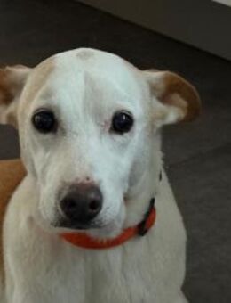 Sanfte Mimi - Eichenzell