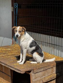 Coco [ Hündin, kastriert ] - Oerlenbach