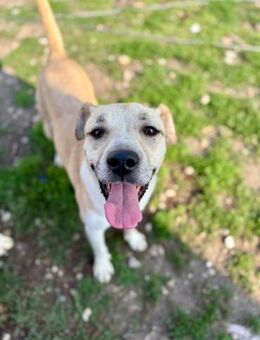 Verspielte und aktive Sarah - Neustadt (Rübenberge)