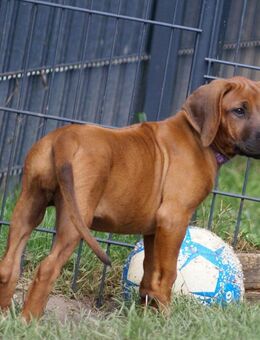 Es ist soweit , unsere wunderschönen Rhodesian Ridgeback Baby´s können ausziehen ;-) - Lohheide