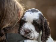 Springer Spaniel Welpen braun-weiss zwei Rüden suchen noch tolle zu Hause mit Ahnetafel aus kleiner Liebhaberzucht - Ostrhauderfehn