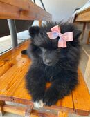 Zum Verkauf steht ein entzückender, viermonatiger Pomeranien-Welpe in elegantem Schwarz! in 50739