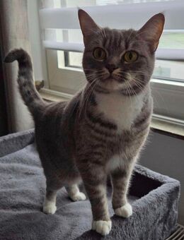 BKH Katze - Hattingen