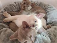 reine BKH Kitten suchen neues Zuhause - Bamberg