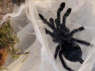 Avicularia purpurea Baumvogelspinne - Lübtheen Zentrum