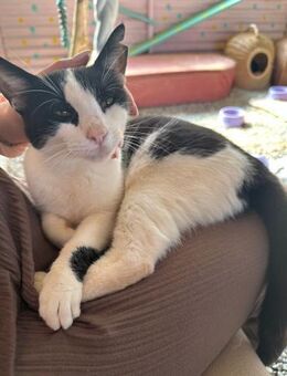 Minou aus dem Tierschutz - Grevenbroich