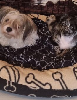 Biewer/Chihuahua/pudel mix rüde - Weilerswist