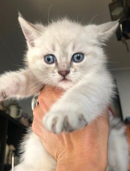 Siam Tabby x Ägyptische Mau x British Kurzhaar Smoky Blue - Mannheim