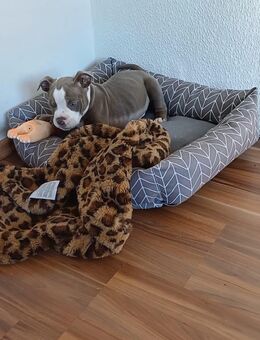 Junger Rüde sucht neue Familie - gechipt und geimpft - Bielefeld Schildesche