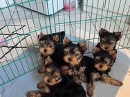 Yorkshire Terrier Welpen - Vaterstetten