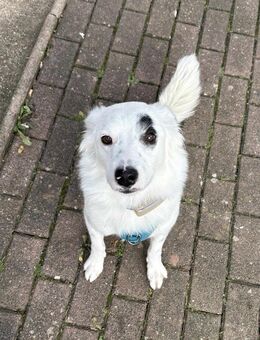 Kuscheliger Charlie sucht aktives Heim - Seggebruch