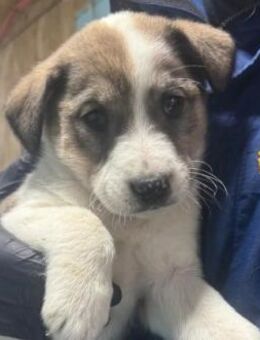 zauberhafter, lieber Welpe 15 K - Kallmünz