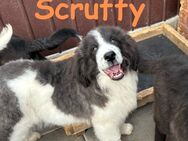 Scruffy unser Lockenpandabär - Rinteln
