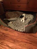 Parson Russel Terrier Welpen in 54636