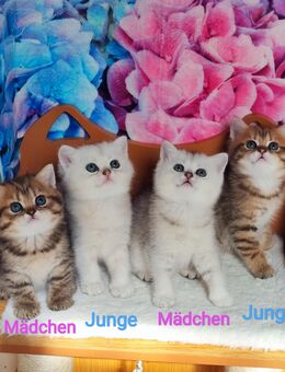 Bkh Kätzchen, Kitten mit Stammbaum - Büren
