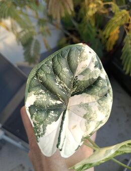 Alocasia Dragon Scale Variegata - Schönkirchen