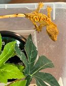 Kronengecko in 41515