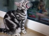 Bkh Silver tabby classic - Hannover