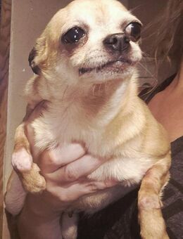 🌺 Serafina tapfere kleine Chihuahua- - Kassel