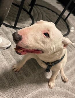 Mini Bull Terrier . - Duisburg