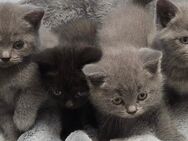 Bkh Britisch Kurzhaar Kitten (Blue) - Ahaus