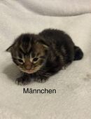 3 XXL Maine Coon in 97797